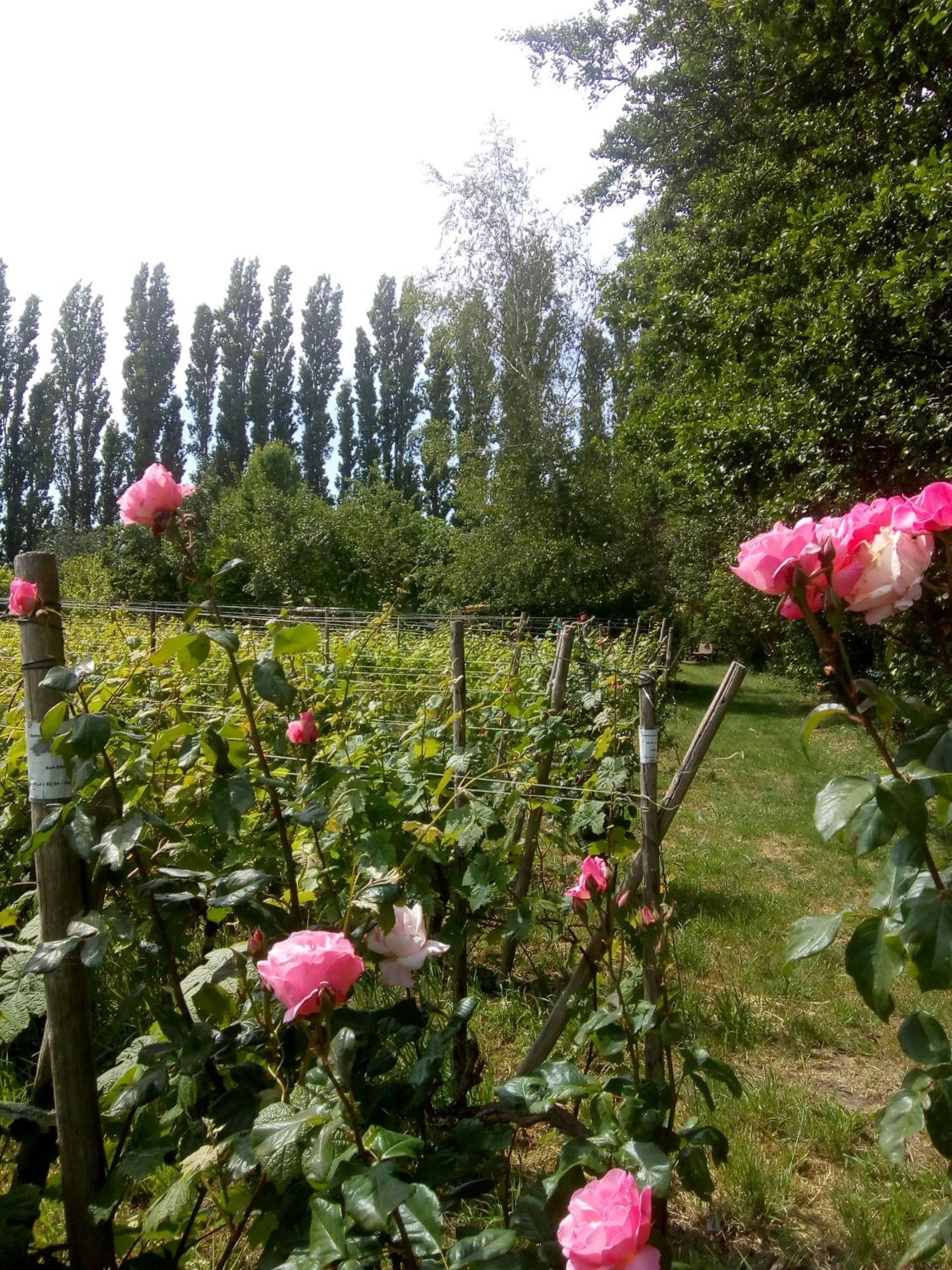 Wijndomein De Vier Ambachten -Overnachten In De Wijngaard Simonshaven Zewnętrze zdjęcie